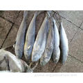  Frozen Fish Corylphaena Hippurus WR Factory